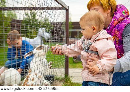 Kemerovo, Russia - 16.05.2021: Feeding Of Farm Animals In A Private Contact Zoo - Ostrich Ranch In K