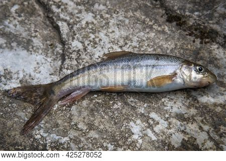 Common Snow Trout Fish Known As Schizothorax