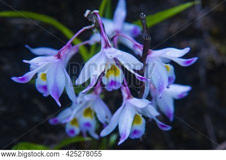 Beautiful Wild Nature Orchid Flowers In Forest