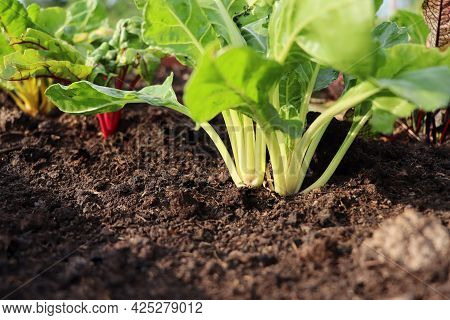 Red, Yellow, White Fresh Rainbow Swiss Chard Growing In Farm. Close Up Shot To Stem .