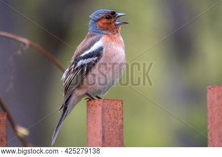Common Chaffinch Sits On An Iron Fence In Spring On Green Background. Beautiful Songbird Common Chaf