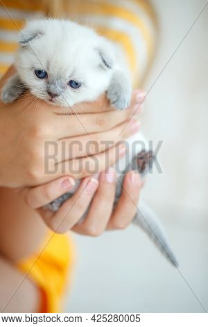 Cute Little Red Scottish Breed Kitten. High Quality Photo