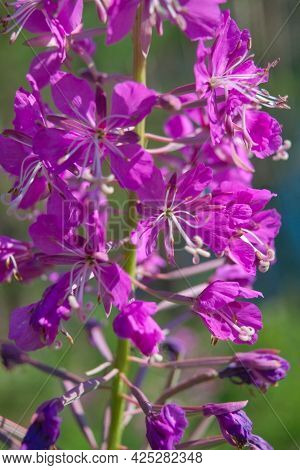 Fireweed Flowers. Wonderful Magenta Flowers Of A Fireweed.