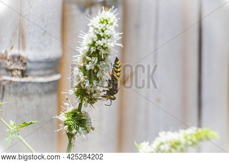 Macro, Photo, Still, Image Of Bee On Flower. Licks The Nectar From The Flower. Bee Licking Nectar Cl