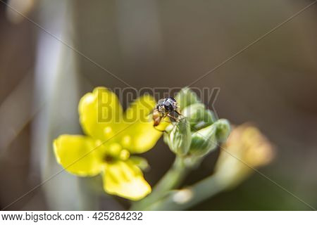 Macro, Photo, Still, Image Of Bee On Flower. Licks The Nectar From The Flower. Bee Licking Nectar Cl
