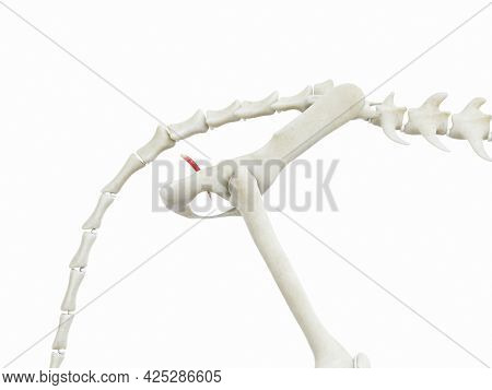 3d rendered illustration of the cats muscle anatomy - sphincter