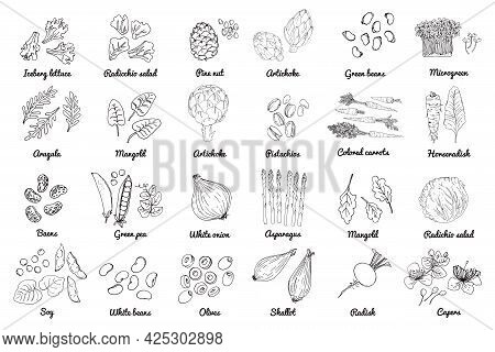 Vector Food Icons Of Vegetables. Colored Sketch Of Food Products. Pine Nut, Artichoke, Pistachios, W