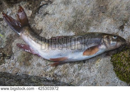 Schizothorax Also Known As Himalayan Trout And Common Snow Trout