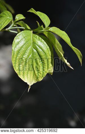 Flowering Dogwood Cherokee Chief Leaves - Latin Name - Cornus Florida Cherokee Chief