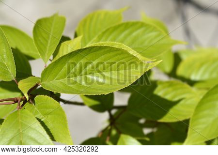 Japanese Flowering Cherry Kanzan Leaves - Latin Name - Prunus Serrulata Kanzan