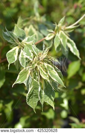 Wedding Cake Tree Leaves - Latin Name - Cornus Controversa Variegata
