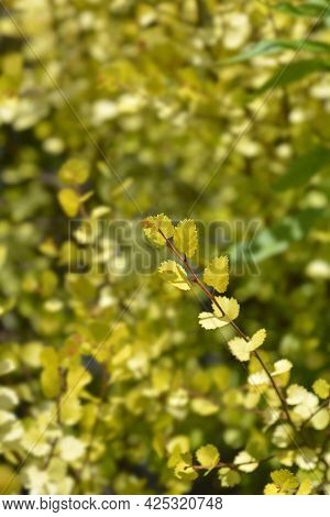 Artctic Dwarf Birch Golden Treasure - Latin Name - Betula Nana Golden Treasure