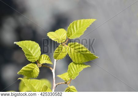 Oriental Hornbeam Leaves - Latin Name - Carpinus Orientalis