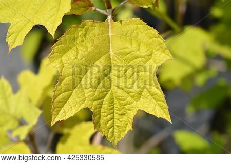 Oakleaf Hydrangea Leaves - Latin Name - Hydrangea Quercifolia