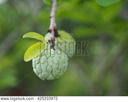 Fruit Custard Apple Tree, Sugar Apple, Sweetsop, Or Anon, Annona Squamosa Plants Annona Squamosa, An