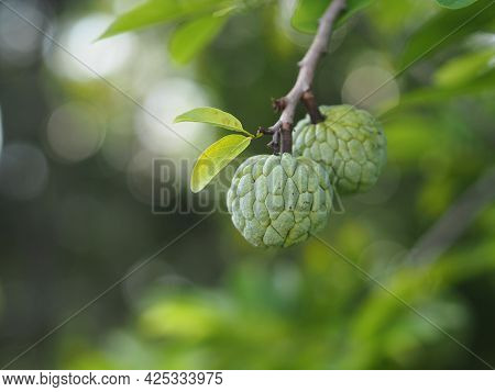 Fruit Custard Apple Tree, Sugar Apple, Sweetsop, Or Anon, Annona Squamosa Plants Annona Squamosa, An