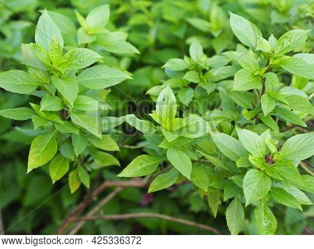Sweet Basil Is Light Green With Wide Leaves While Thai Basil Has Purple Stems And Flowers And Spear-