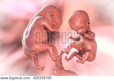 Monozygotic Twin Embryos With Single Placenta, 3d Illustration. Early Fetal Period, Week 8 - Week 16