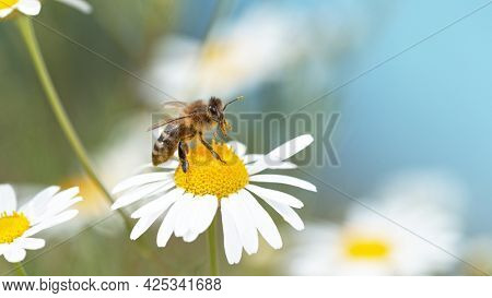 Close up of honey bee flying and collecting nectar pollen on white daisy flowers.
