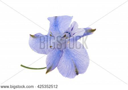 Perennial Delphinium Flowers Isolated On White Background