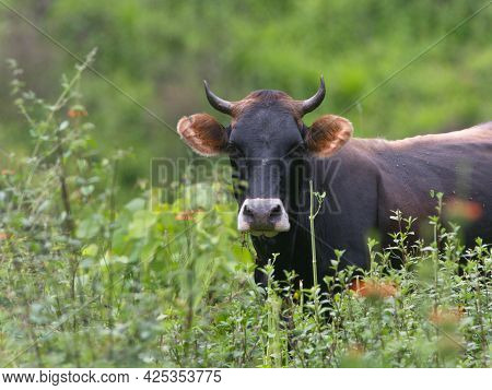 Portrait Of Cow Looking At Camera In Field Of Wild Flowers, Vilcabamba, Ecuador.