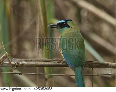 Closeup Portrait Of Blue-crowned Motmot (momotus Momota) Sitting In Tree Vilcabamba, Ecuador.