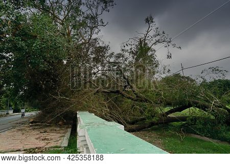 Super Cyclone Amphan Uprooted Tree Which Fell And Blocked Pavement. The Devastation Has Made Many Tr