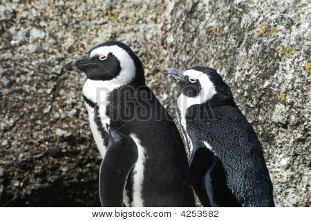 Afrikkalainen Penguins paria