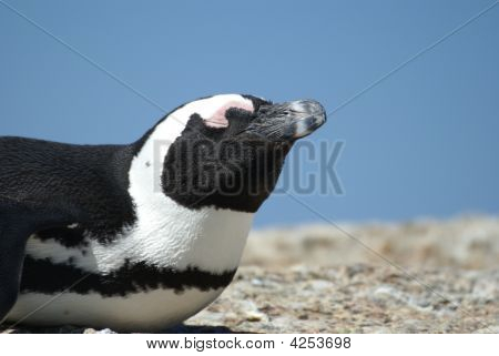 Afrikkalainen Penguin