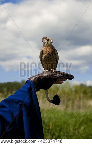 Fantastic Bird Of Prey Chimera Sits On The Glove