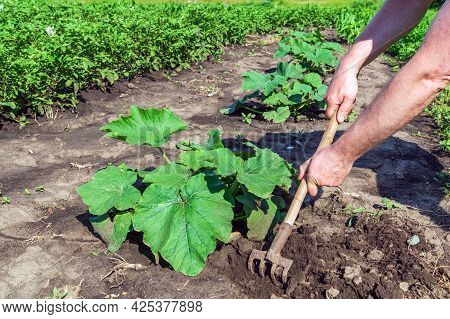 Farmer Rakes The Soil Around The Young Pumpkin. Close-up Of The Hands Of An Agronomist While Tending