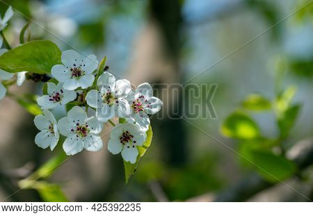 The Beautiful Dainty Ornamental Pear Tree Blossom Is A Welcome Sign Of Spring In Southwest Missouri.