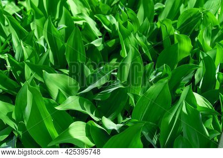 The Green Leaves Of The Lily Of The Valley Are Illuminated By The Sun