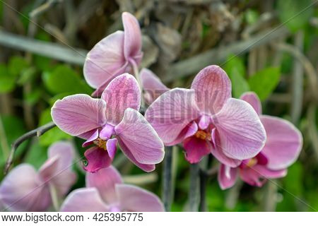Cute Pink Blooming Orchid In The Garden