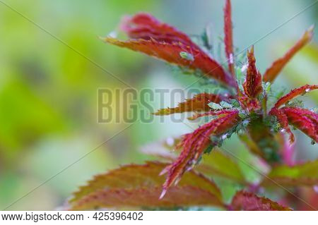 Extreme Magnification - Green Aphids On A Plant