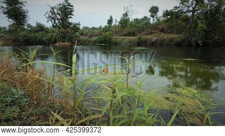 Riverside Beautiful Green Nature Landscape. Beautiful Greenary