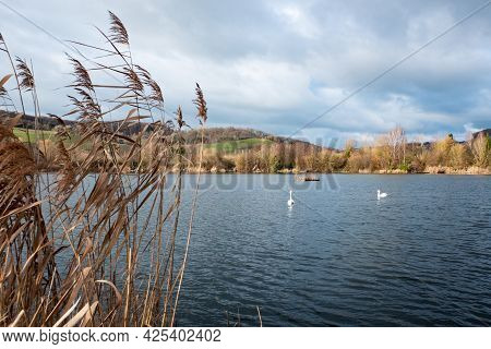 Swans Swimming In The Nature Reserve Haff Reimech