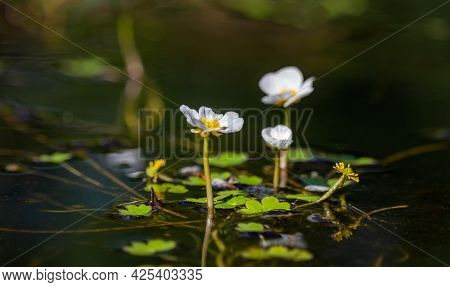 Detail Of White Blossom Water Crowfoot, Batrachium Aquatile On Small Pond, Czech Republic