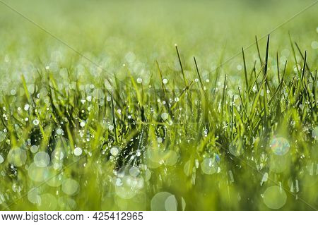 Beautiful Macro View Of Green Hydrophobic Spring Lawn Grass With Water Drops Of Morning Dew And Nice