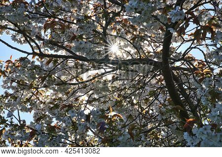 Beautiful Closeup View Of Delicate Spring White Cherry (prunus Shogetsu Oku Miyako) Flowering Blosso
