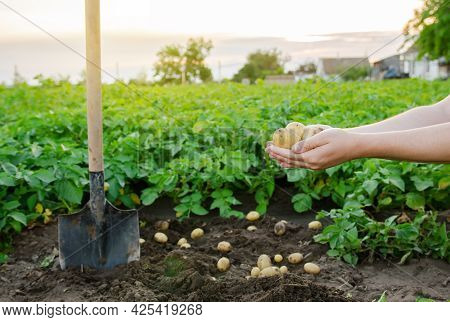 Fresh Young Potatoes In The Hands Of A Farmer On The Background Of Agricultural Potato Plantations. 