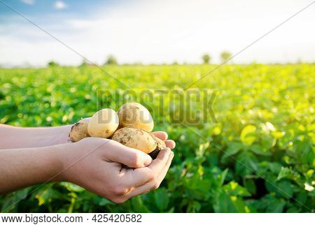 Fresh Young Potatoes In The Hands Of A Farmer On The Background Of Agricultural Potato Plantations. 