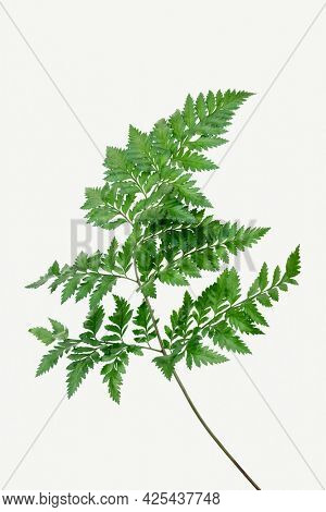 Fresh green leatherleaf fern mockup