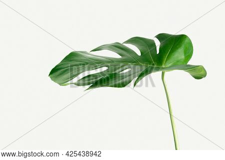 Monstera delicosa plant leaf  on a white background