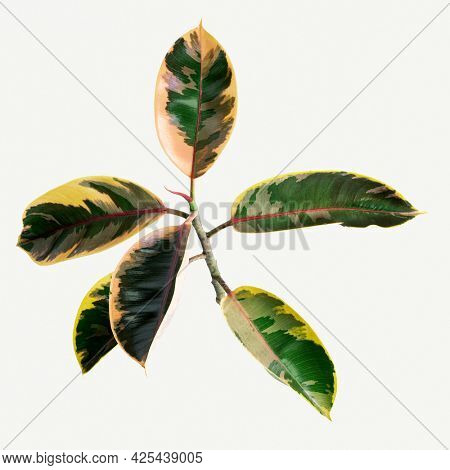 Closeup of natural Indian rubber plant mockup