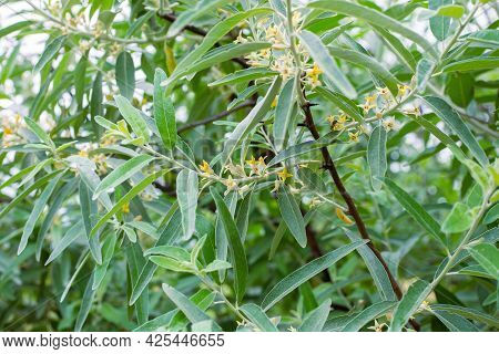 Elaeagnus Commutata Plant. Shrub Plant With Silvery Leaves And Small Yellow Flowers.