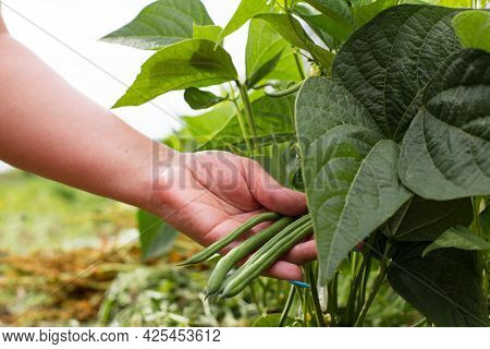 Female Hand Pcking Long Green Beans From A Plant, Close Up.