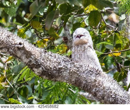 Common Potoo In Costa Rica Resting On A Limb