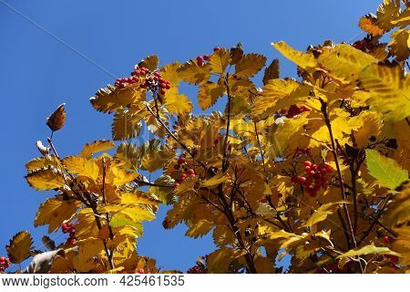 Vibrant Yellow Leaves And Red Berries Of Sorbus Aria Against Blue Sky In Mid October