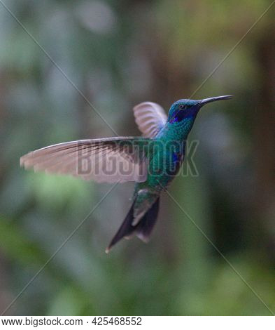 Closeup Of Blue Green Hummingbird (trochilidae) Hovering In Air Otavalo, Ecuador
